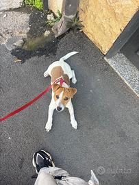Jack Russell per monta