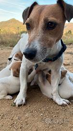 Cuccioli Jack Russel