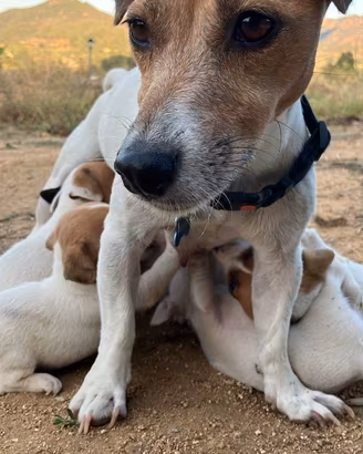 Cuccioli Jack Russel