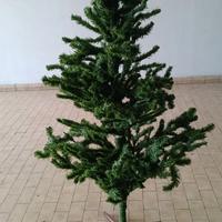 albero di natale 