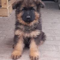 Cucciola Pastore Tedesco a Pelo lungo