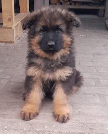 Cucciola Pastore Tedesco a Pelo lungo