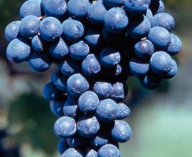 VIGNETI : Barbera