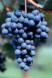 VIGNETI : Barbera