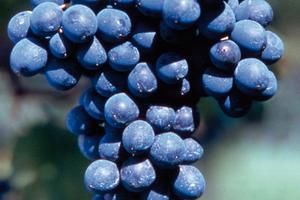 VIGNETI : Barbera