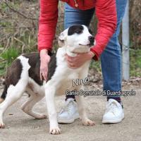 Cuccioli di meticcio stupendi