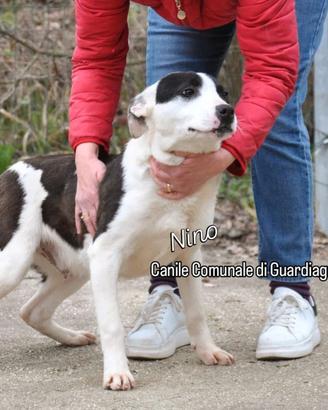 Cuccioli di meticcio stupendi