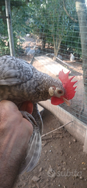Gallina ancona nana