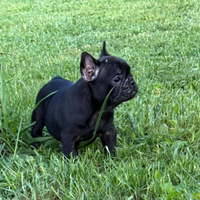 Cucciola bulldog francese super prezzo
