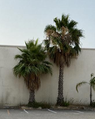 4 palme adulte rimozione a carico dell'acquirente