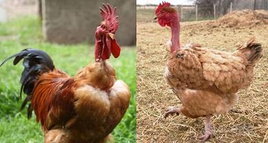 Galline uova di collo nudo