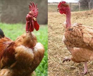 Galline uova di collo nudo