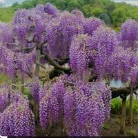 semi glicine essiccati naturalmente sulla pianta