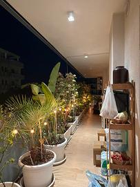 Piante mature + vasi grandi (privacy completa)