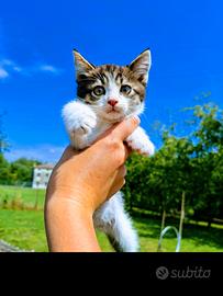 Adorabile gattino?