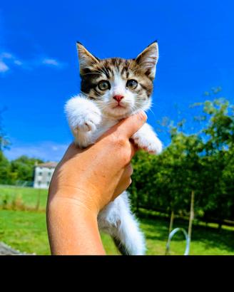 Adorabile gattino?