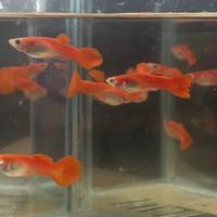 Pesci guppy red blond round tail puri