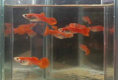 Pesci guppy red blond round tail puri