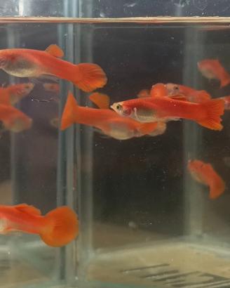 Pesci guppy red blond round tail puri