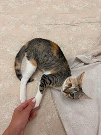 Cucciolotta