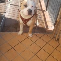 American bully standard