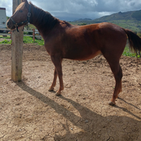 Cavallo