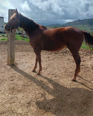 Cavallo