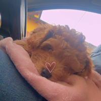 Barboncino trattabile