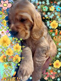 Cocker spaniel