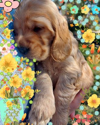 Cocker spaniel