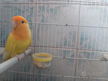 Coppia di inseparabili