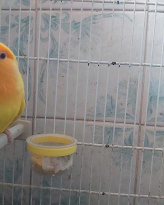 Coppia di inseparabili