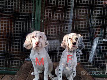 cuccioli setter 