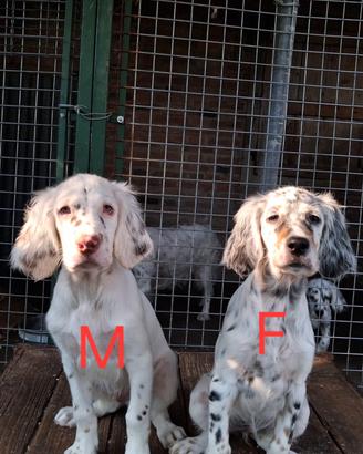 cuccioli setter 