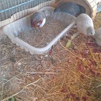 Quaglia cinese maschio