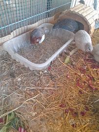 Quaglia cinese maschio