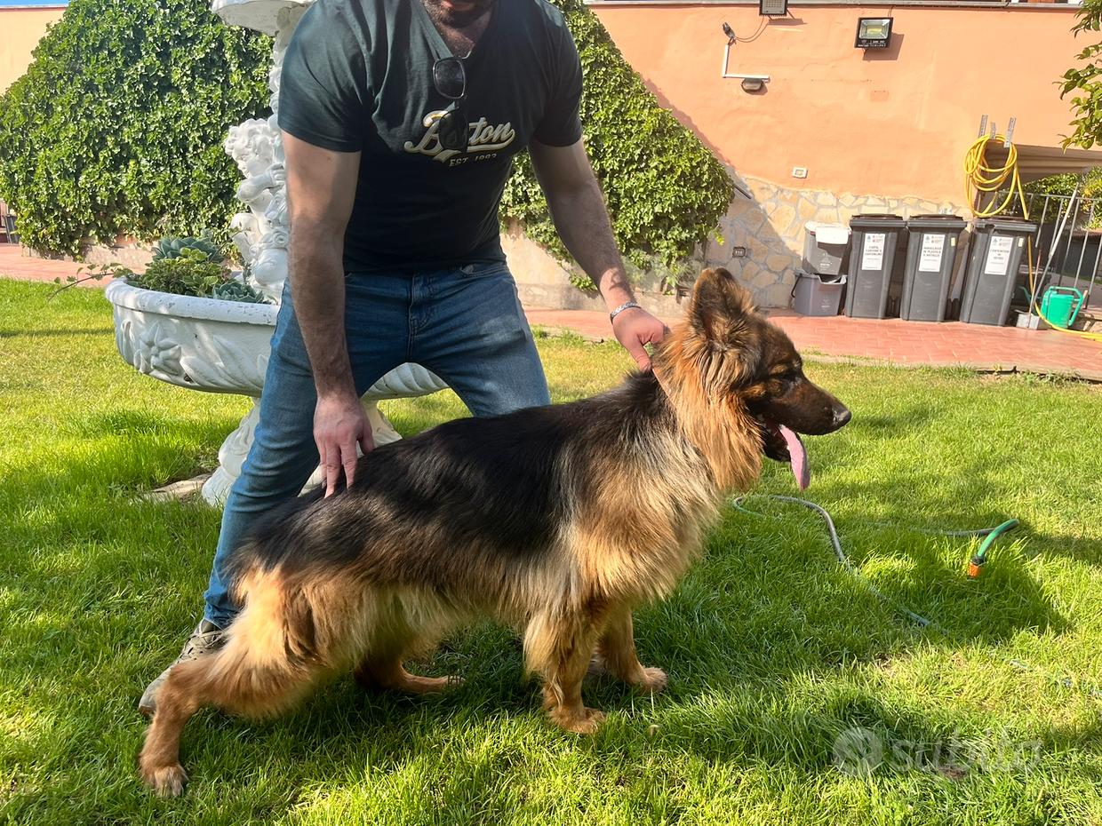 Collare cane Regalo e vendita animali in Lazio