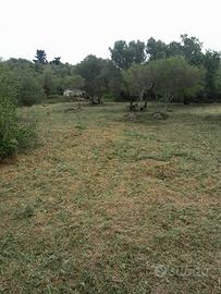 Vendita terreno agricolo follonica