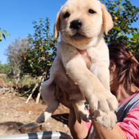 Cuccioli di labrador originali genitori in mio pos