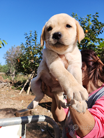 Cuccioli di labrador originali genitori in mio pos