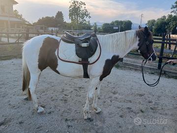 Doppia pony