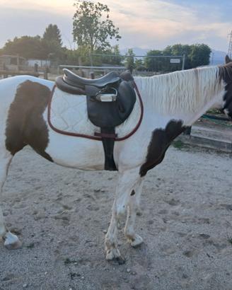 Doppia pony