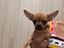 Immagine 5