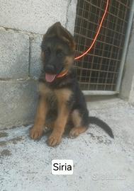 Cucciole pastore tedescho femmine