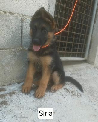 Cucciole pastore tedescho femmine