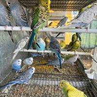 Cocorite pappagalli in molte mutazioni