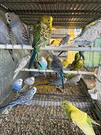 Cocorite pappagalli in molte mutazioni