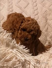 Barboncini toy red pedigree enci