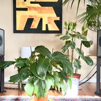 Diffusori attivi ATC SCM 16A PRO