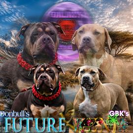 Prenotazioni cuccioli di American Bully XL.